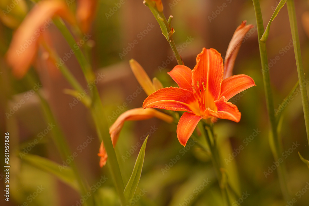 orange lily flower orange lily flower
