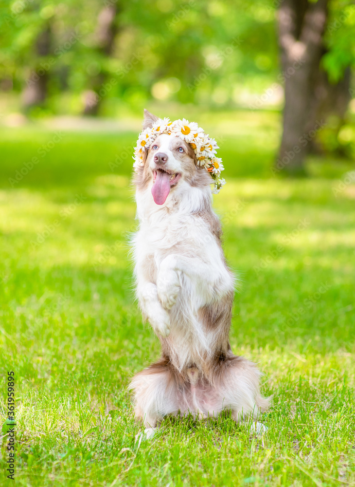 Funny Border collie dog wearing wreath of daisies standing on hind legs in a summer park