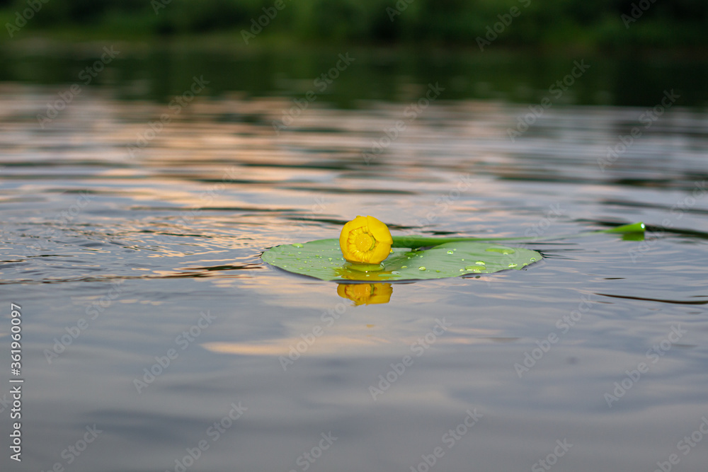 Blooming Water Lily. Yellow water Lily blooms on the river. Nenuphar Blooming Water Lily. Yellow water Lily blooms on the river. Nenuphar