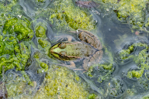 Grenouille reinette dans des algues dans un   tang