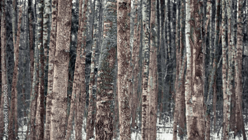 Birch forest in winter with a blue tinge of bark