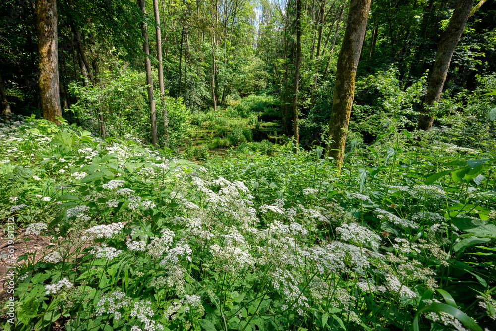 Obraz premium Idyllic forest landscape in summer with the river Lillach flowing over the Sinterterrassen (sinter terraces) in the background near the town Weißenohe, Germany, in June.