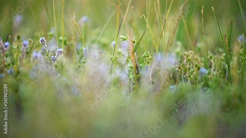 Wild grass and flowers background