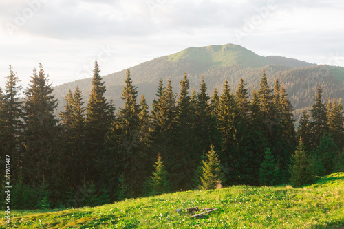 Green meadow, spruce forest and mountain meadow in the evening sun. Mount Berlebashka, Carpathians, Marmaroshchyna, Maramures, Ukraine