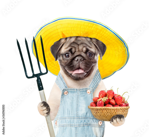 Pug puppy farmer wearing overalls summer hat holds basket of strawberries and pitchfork. isolated on white background © Ermolaev Alexandr