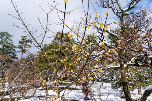 雪が積もった梅の花 早春の金沢旅行