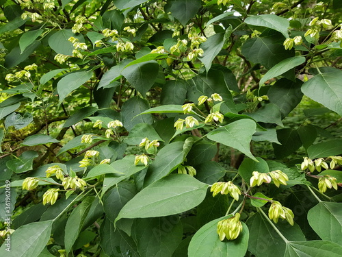 Clerodendrum trichotomum var. fargesii, Clerodendrum trichotomum, the harlequin glorybower, glorytree or peanut butter tree, is a species of flowering plant in the family Lamiaceae.  photo