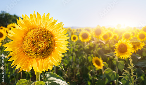 Sunflower on field meadow backdrop. Sunlight effect. Macro photography. Agriculture concept. Organic seeds oil.