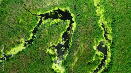 Wallpaper Mural Aerial view of blooming algae on the river in summer Torontodigital.ca