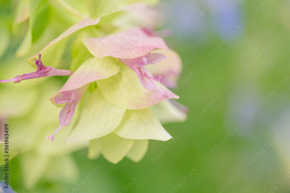 花オレガノの蕾 オレガノ ケントビューティー Stock Photo Adobe Stock 花オレガノの蕾 オレガノ ケントビューティー Stock Photo Adobe Stock