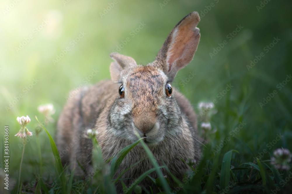 Fototapeta premium Rabbit on flower grass