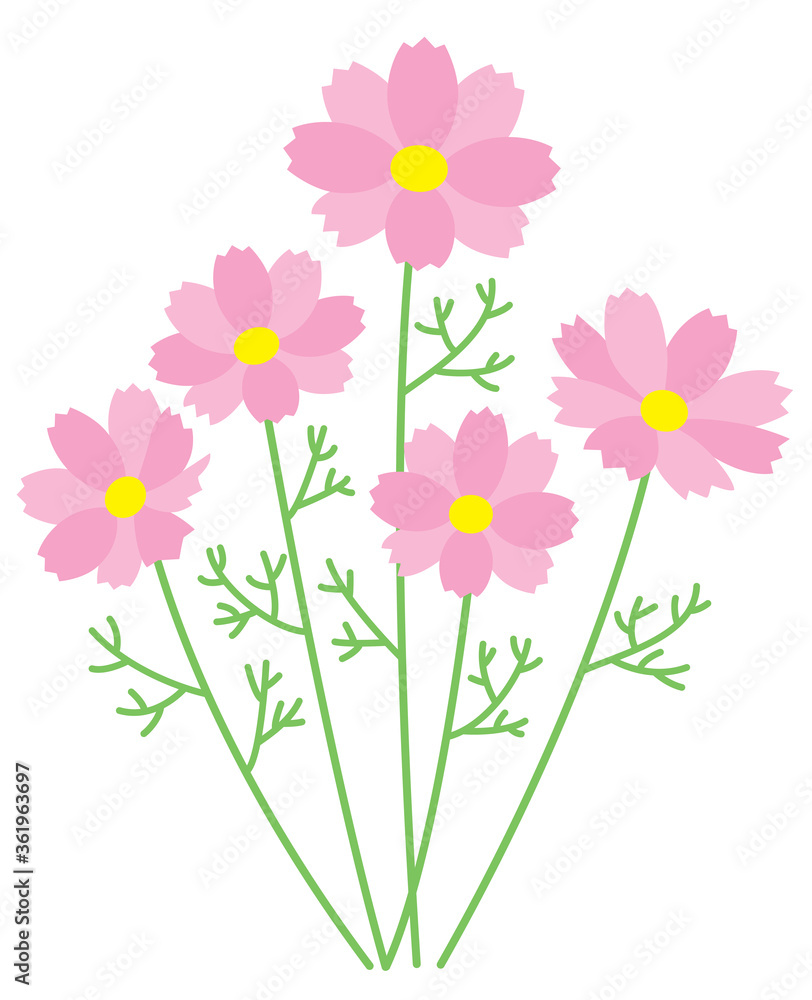 Fototapeta premium five cosmoses color in pink