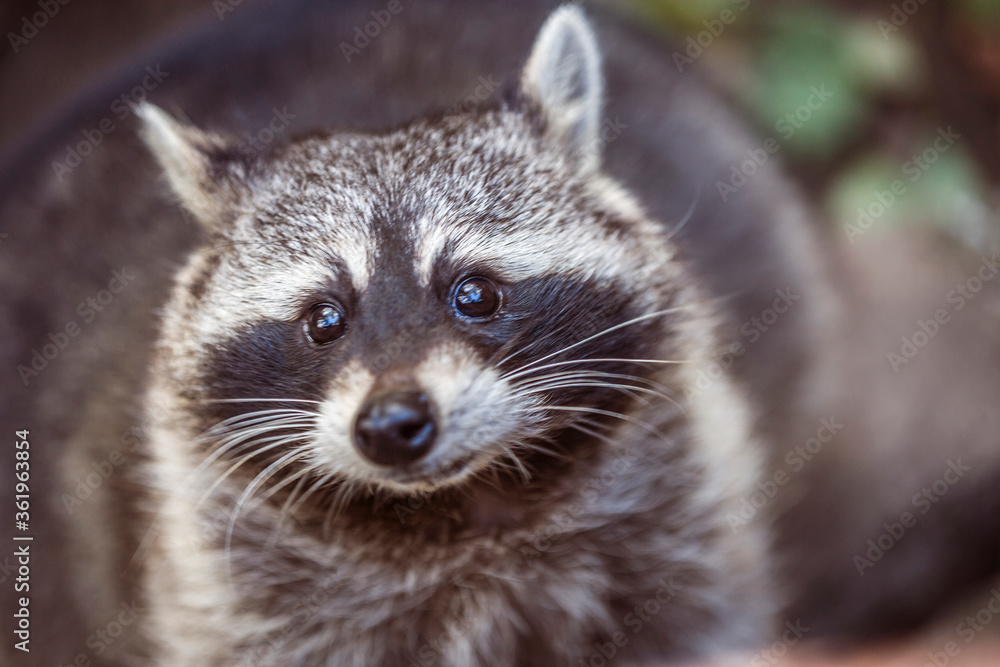 Raccoon (Procyon lotor) in nature