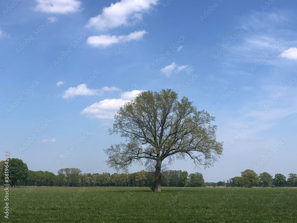 Obraz premium Big tree around Rheeze