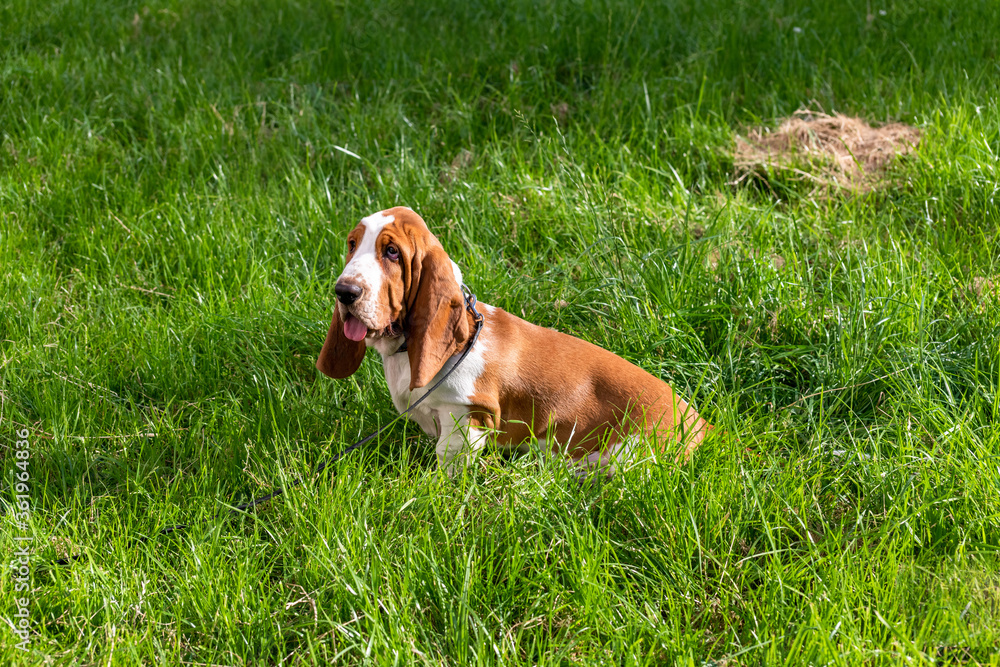 Basset Hound dog on a walk in the summer Basset Hound dog on a walk in the summer