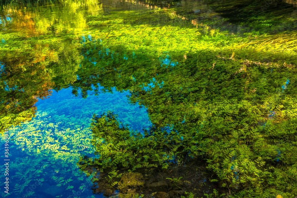 The foliage of the trees reflected on the water of the small river called Ninfa
The foliage of the trees reflected on the water of the small river called Ninfa