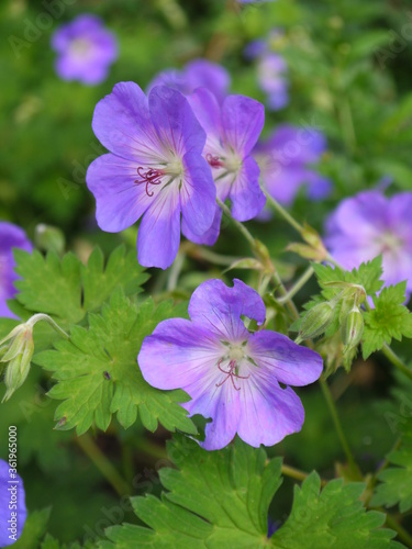 Der Sommertraum aus Blüten