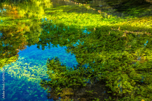 The foliage of the trees reflected on the water of the small river called Ninfa 