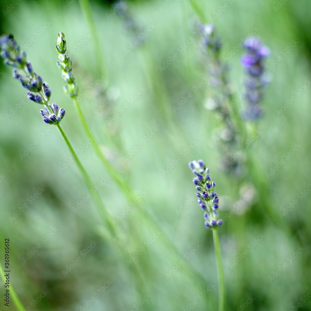 Close up of flower