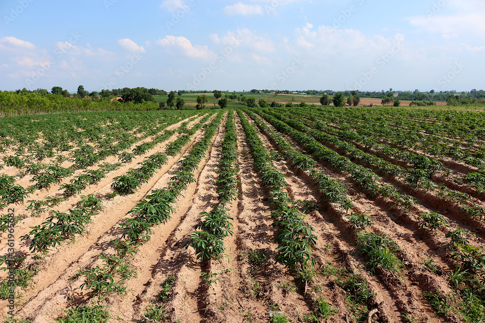 Cassava plantation in a beautiful row and the sky as the background. 2