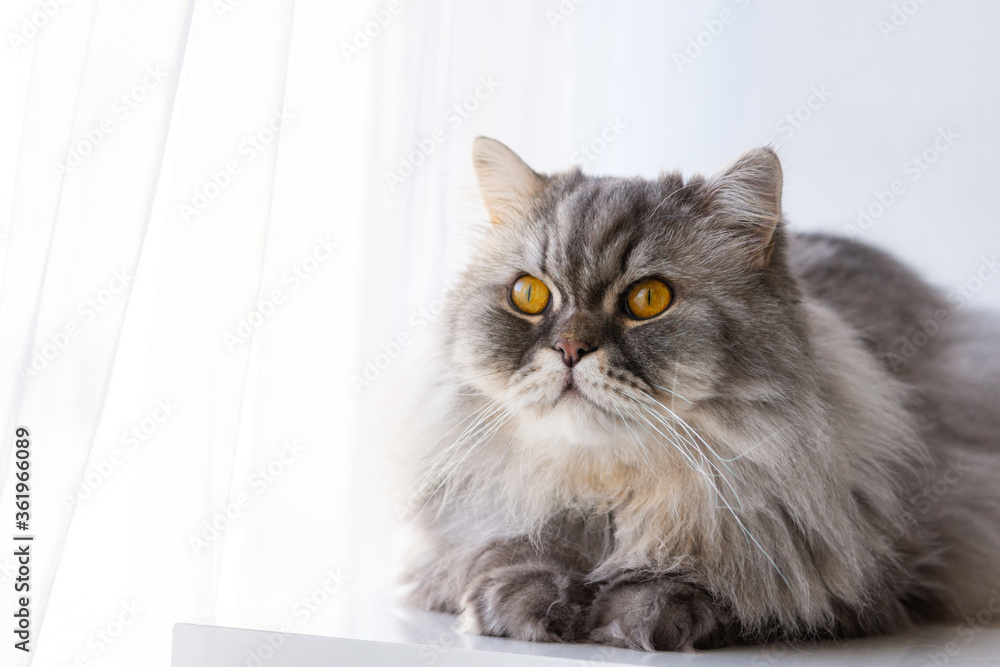 Fluffy grey Scottish cat. Close-up portrait. orange beautiful eyes. Domestic thoroughbred cat. Thoughtful look.