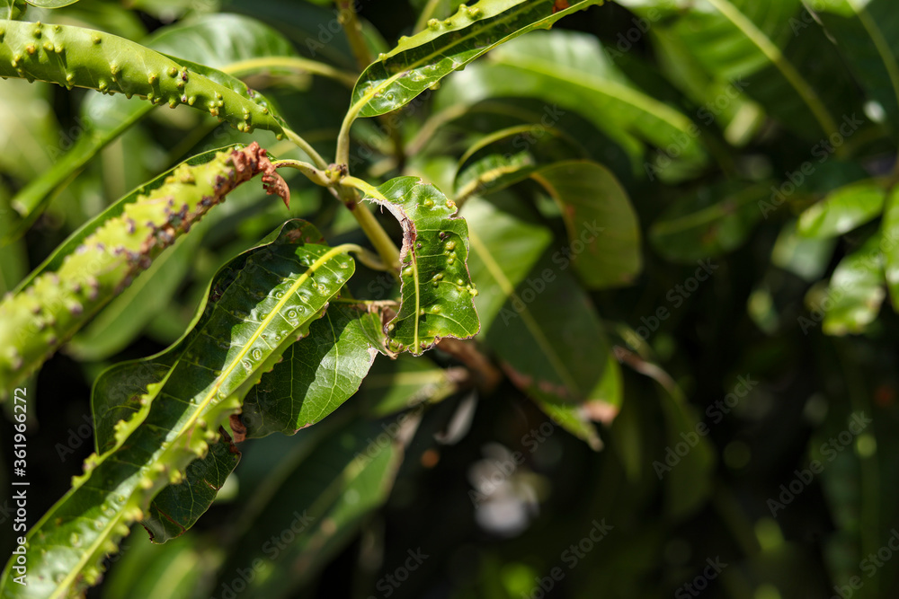 Plant diseases and damage. Mango leaf. Plant diseases and damage. Mango leaf.