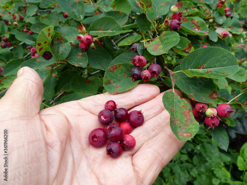 Amelanchier bartramiana is a species of serviceberry. Common names include mountain serviceberry,  mountain shadbush, Bartram's serviceberry. Rosaceae family. photo