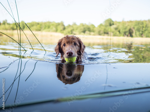 Fototapeta Naklejka Na Ścianę i Meble -  Cute dog swimming in lake