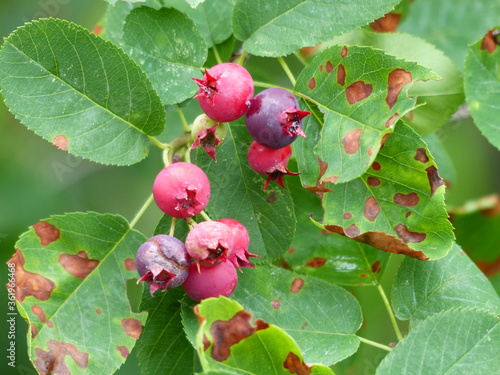 Amelanchier bartramiana is a species of serviceberry. Common names include mountain serviceberry,  mountain shadbush, Bartram's serviceberry. Rosaceae family. photo