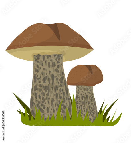 Edible aspen mushroom in grass isolated on white