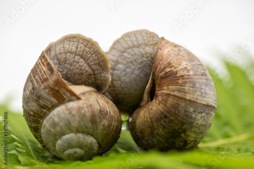 Close-up of a Roman snail  Helix pomatia 