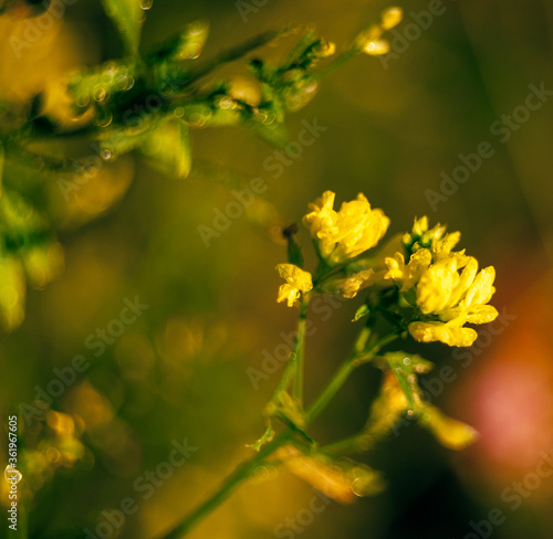 Yellow flowers after rain beams of the sun sunset