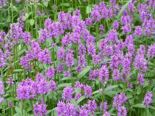 Stachys monnieri, “Hummelo” Ziest is a perennial herbaceous flowering plant from the mint family Lamiaceae. photo