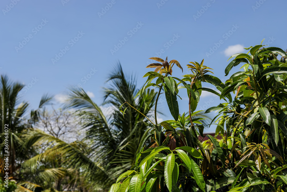 mango leaves on tree in fruit garden, Natural leaves background. mango leaves on tree in fruit garden, Natural leaves background.