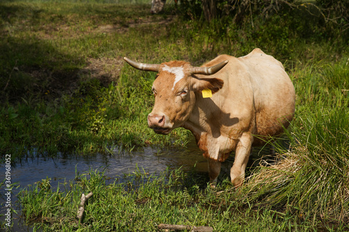 The cow stands in the river and they graze and drink on the bank of the stream. Cattle-breeding. Europe Hungary.