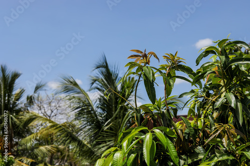 mango leaves on tree in fruit garden, Natural leaves background.