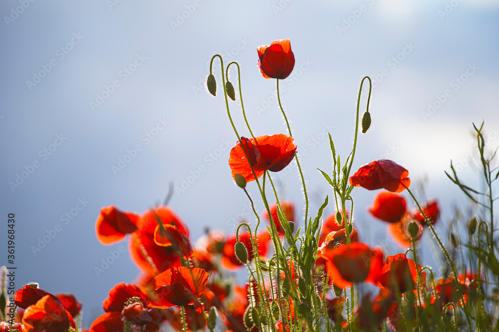 Obraz premium Beautiful big red poppy flowers in the afternoon sunlight. close up photographed. Soft focus blurred background with blue sky and white clouds in sunny weather. Europe Hungary