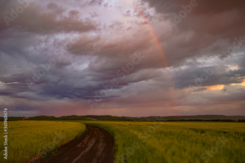Wheat or barley field under a storm cloud and a rainbow. At sunset the clouds are orange, purple and navy blue. Beautiful landscape.