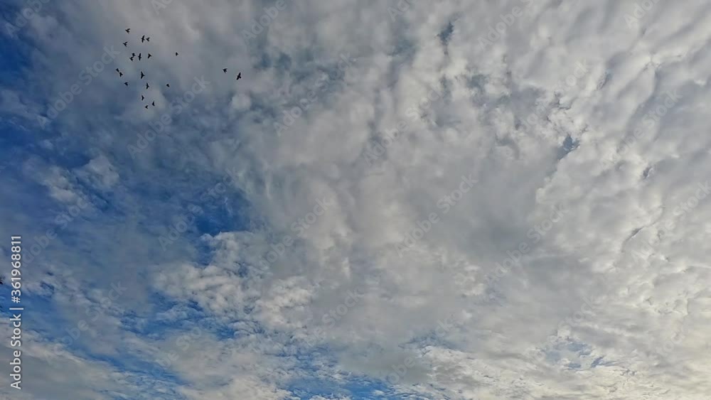 Coconut tree with blue sky and beautiful birds flying in sky Coconut tree with blue sky and beautiful birds flying in sky