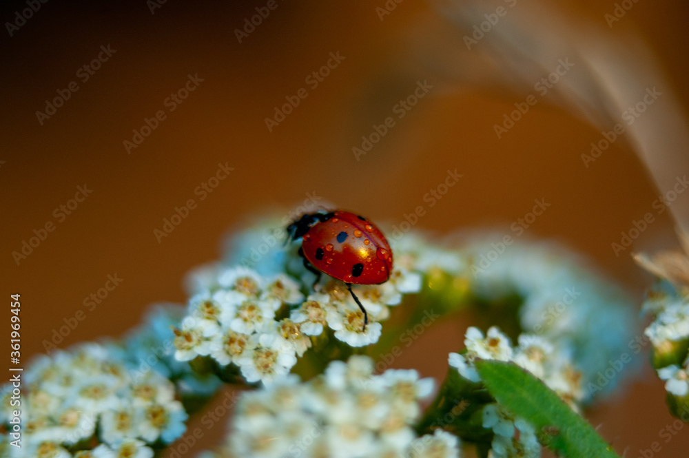 Ladybug in red dew on green White flowers
Ladybug in red dew on green White flowers