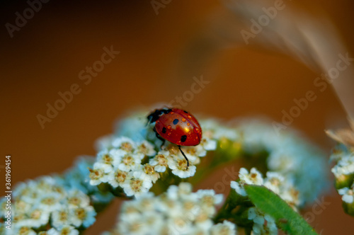 Ladybug in red dew on green White flowers  © NataliyaZ
