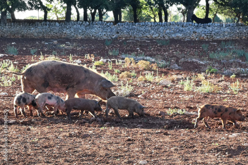 4 small pigs graze with their mother on a farm photo