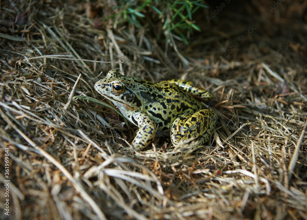 Water frog walking in the grass. Edible forg - a little fellow you can meet in european lakes, marshes and gardens.