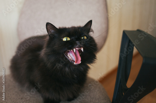 Angry cat. The black cat hisses. Cat rabies. The cat grins.Pets.