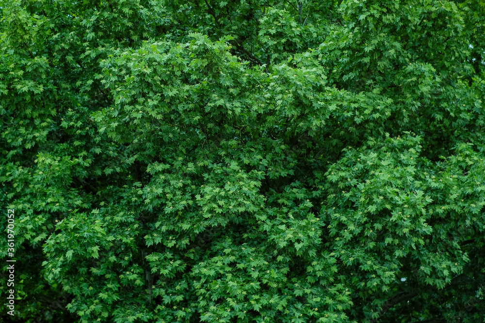 Background of tree with green leaves