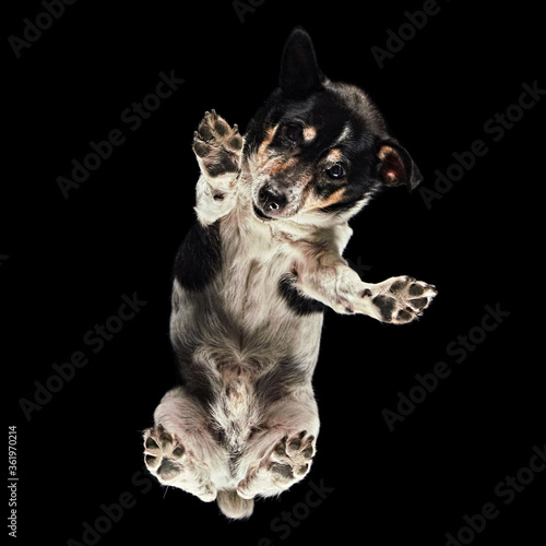 Fototapeta Naklejka Na Ścianę i Meble -  Floating shot of a Jack Russell Terrier