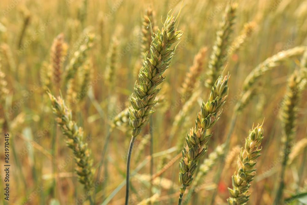 Kornfeld im Sommer