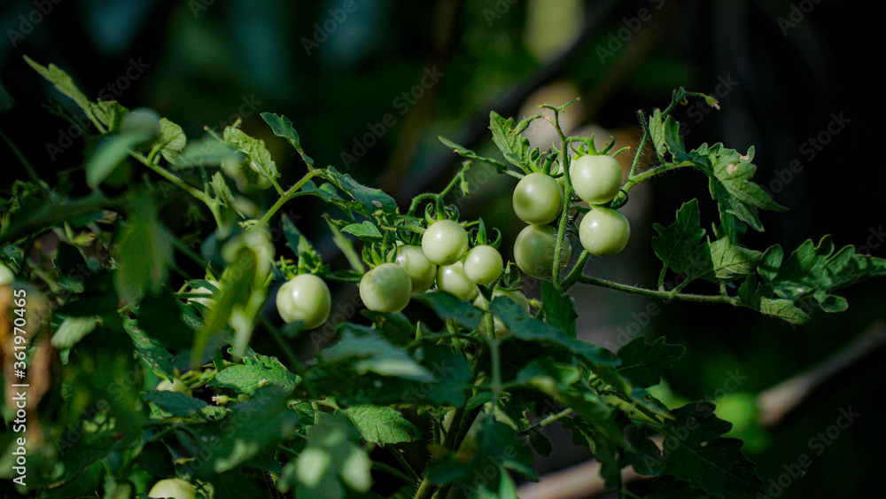 Fototapeta premium wild tomato plants