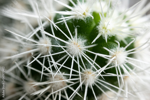 Macro detail of white cactus
