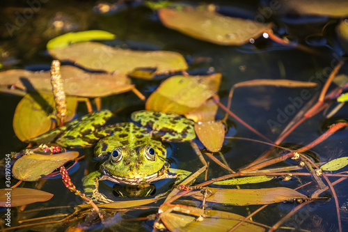 Green frog (Pelophylax) in a pond between aquatic plants